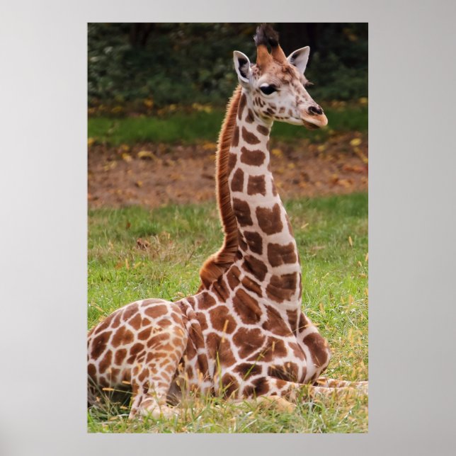 Pôster Giraffe Wildlife Animal Photo (Frente)