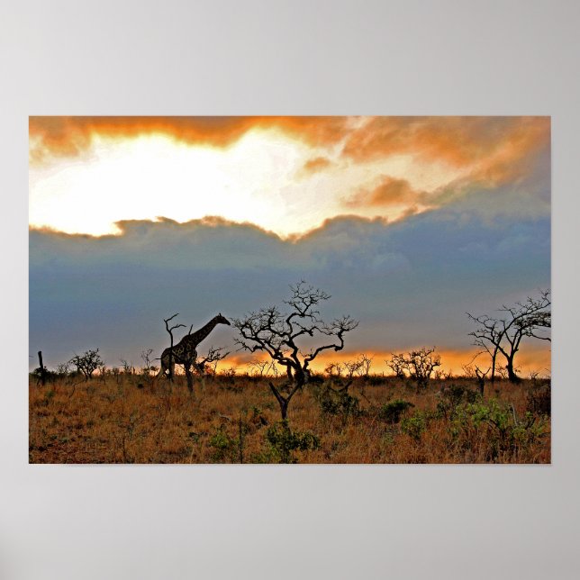 Poster Giraffe Zulu Nyala Game Reserve África do Sul (Frente)