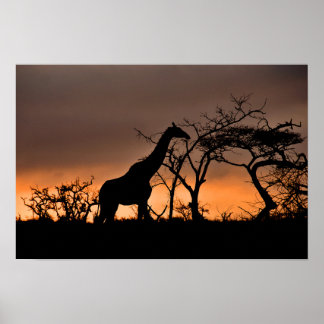 Poster Giraffe Zulu Nyala Game Reserve África do Sul