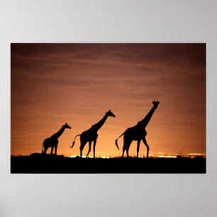Pôster Giraffes at Sunset