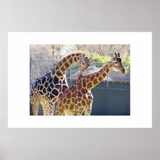 Poster Giraffes in Love