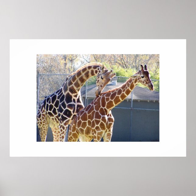 Poster Giraffes in Love (Frente)