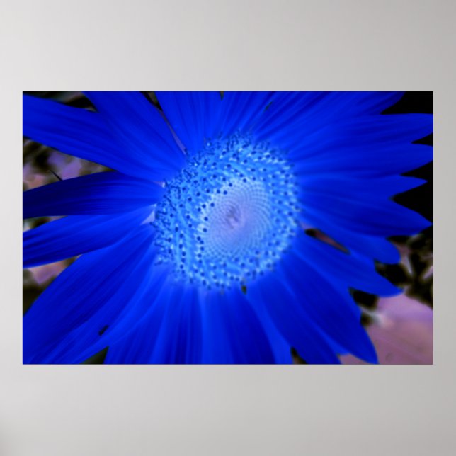 Poster Girassóis (Frente)