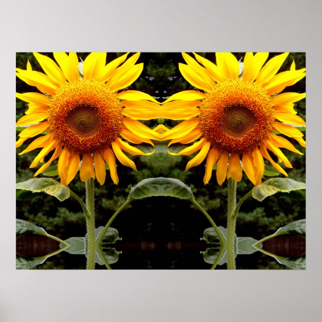 Poster Girassóis gigantes, floral amarelo (Frente)