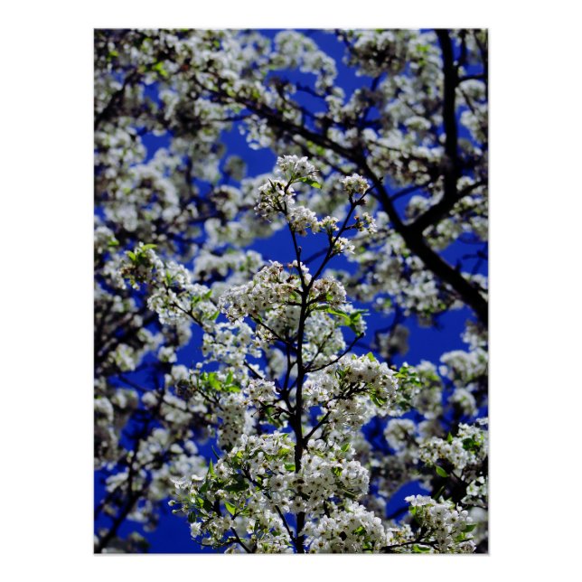 Pôster Girassol (Frente)