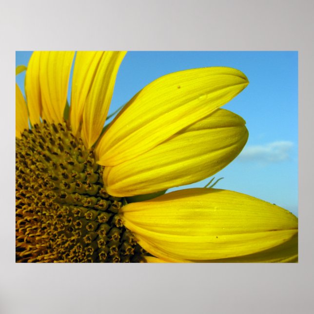Poster Girassol (Frente)