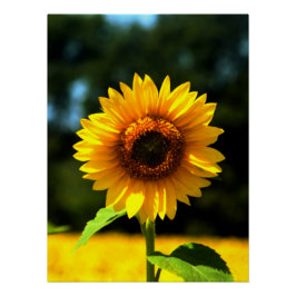 Pôster Girassol