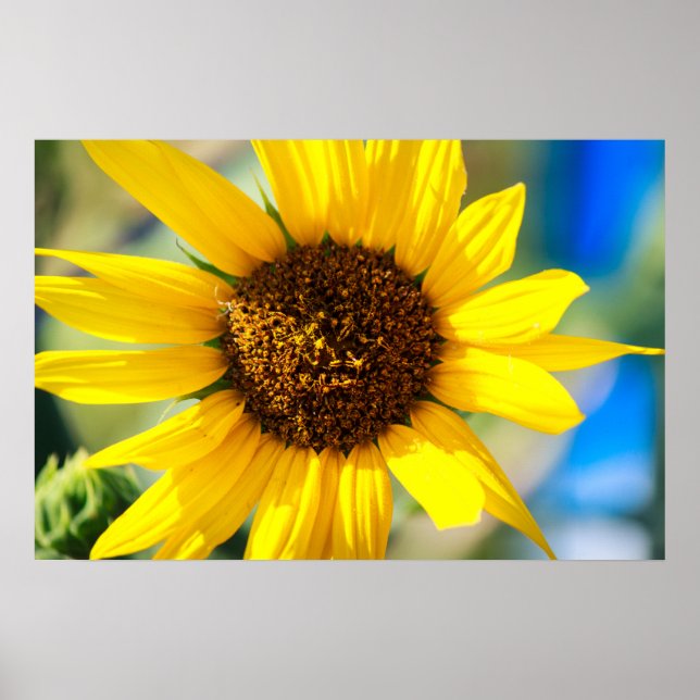 Poster Girassol (Frente)