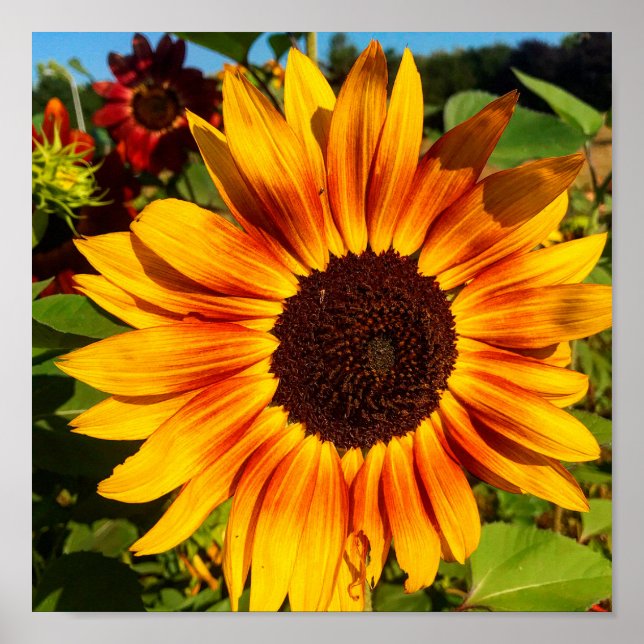 Poster Girassol (Frente)