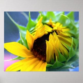Poster Girassol