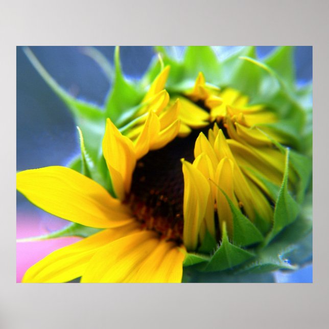 Poster Girassol (Frente)