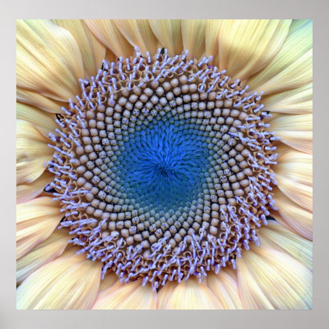 Poster Girassol (Frente)