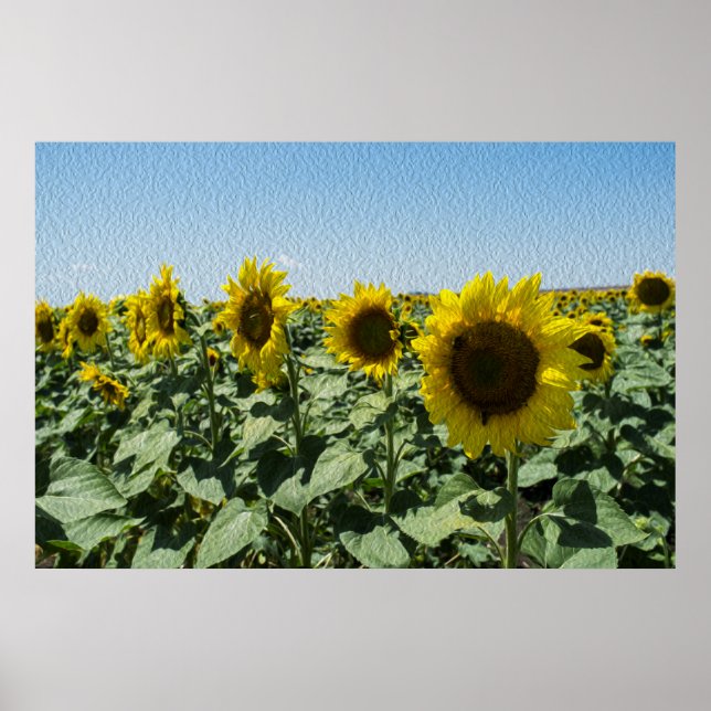 Poster Girassol (Frente)