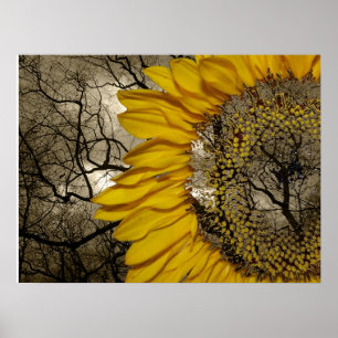 Poster girassol