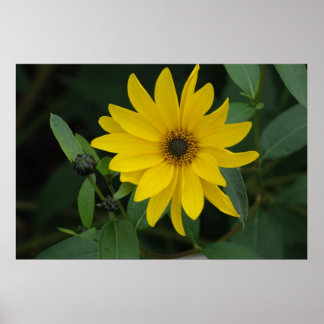 Pôster Girassol