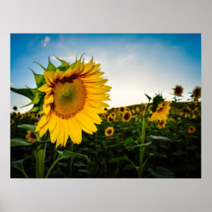 Poster Girassol