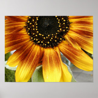Poster Girassol 3