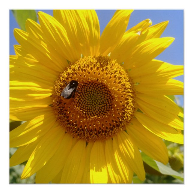 Pôster Girassol Amarelo (Frente)