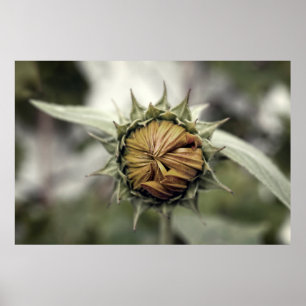 Poster Girassol amarelo com pétalas fechadas