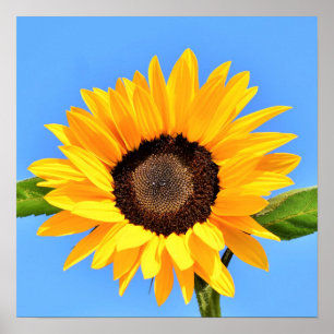Poster Girassol Amarelo contra Sol no Céu Azul - Verão