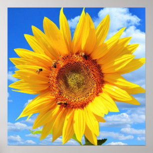 Poster Girassol Amarelo e Abelhas no Céu Azul - Dia do V