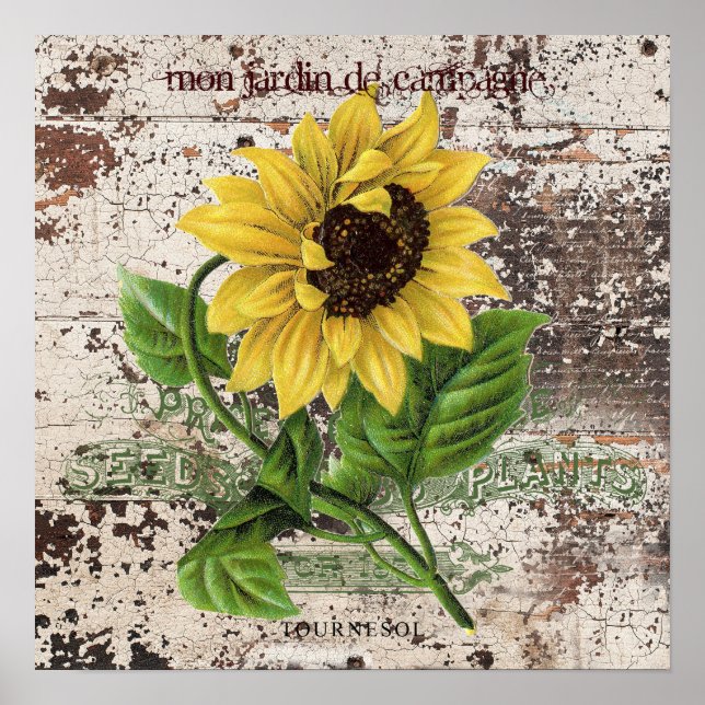 Poster Girassol Amarelo sobre o painel de madeira rústico (Frente)