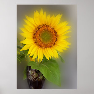 Pôster girassol brilhante