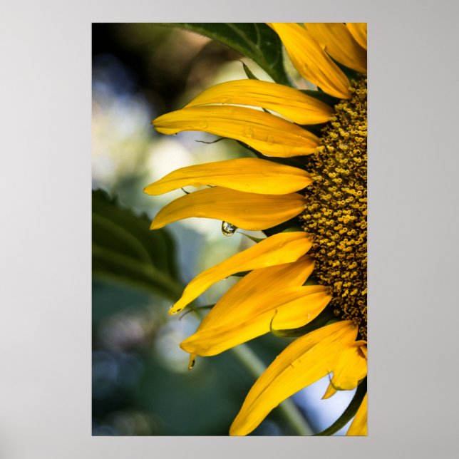 Poster Girassol Chuva Com Gotículas Fotografia (Frente)