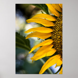 Poster Girassol Com Gotículas de Chuva Foto