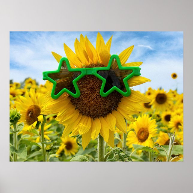 Poster Girassol com óculos de sol estrelado (Frente)