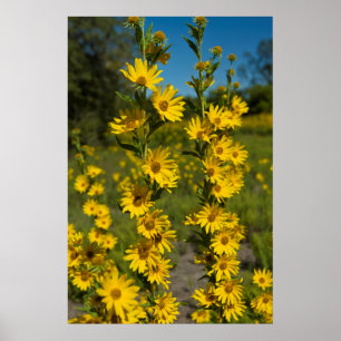 Poster Girassol de Maximilian (Helianthus Maximiliani)