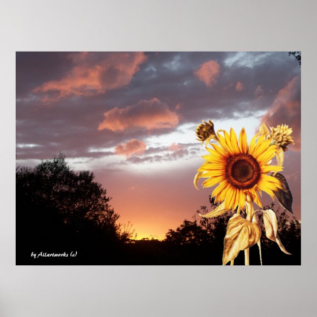 POSTER GIRASSOL E PÔR DO SOL DE VERÃO ROSA (Frente)