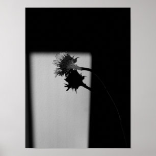 Pôster Girassol e Sombra - Fotografia Preta e Branca