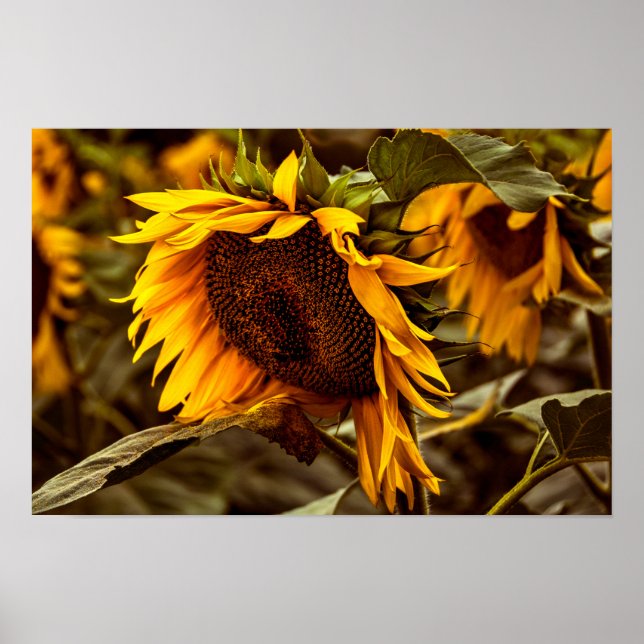 Poster Girassol Elegância (Frente)