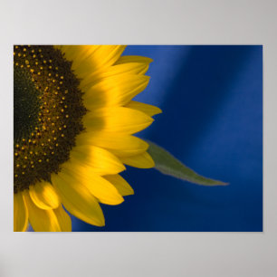 Poster Girassol em Azul