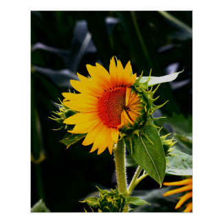 Pôster Girassol em Espera