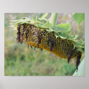 Pôster Girassol esmaecido fecha