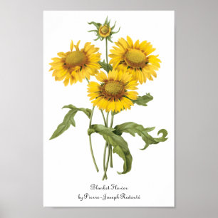 Poster Girassol floral da flor geral do vintage por