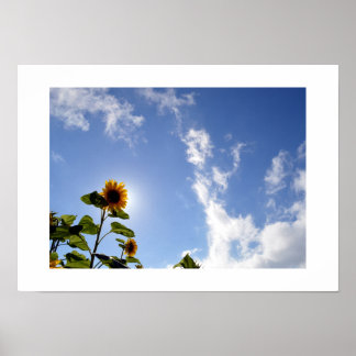 Poster Girassol & Luz do Sol