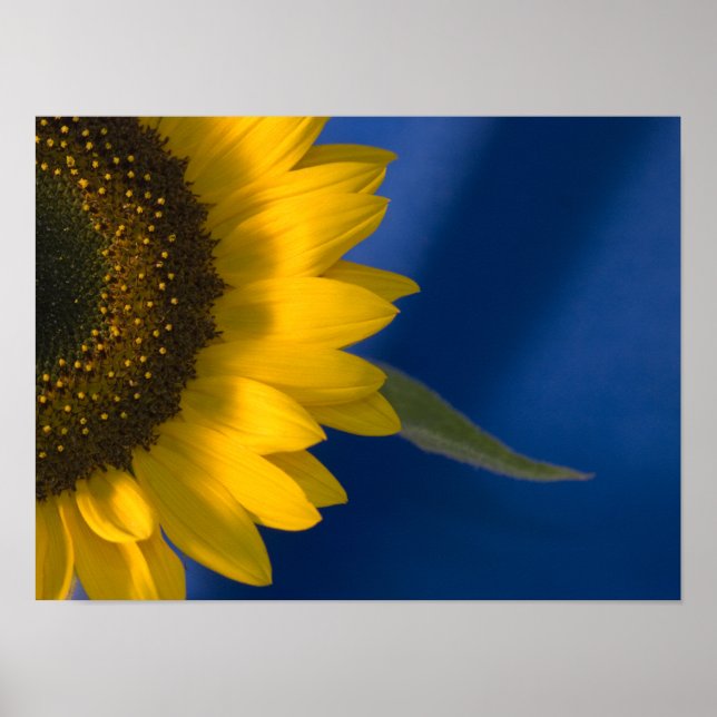 Poster Girassol no Azul (Frente)