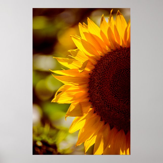 Poster Girassol no Campo Fotografia (Frente)
