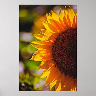 Poster Girassol no Campo Fotografia