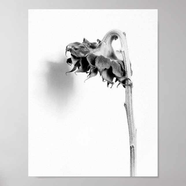 Poster Girassol, vida estática, preto e branco (Frente)