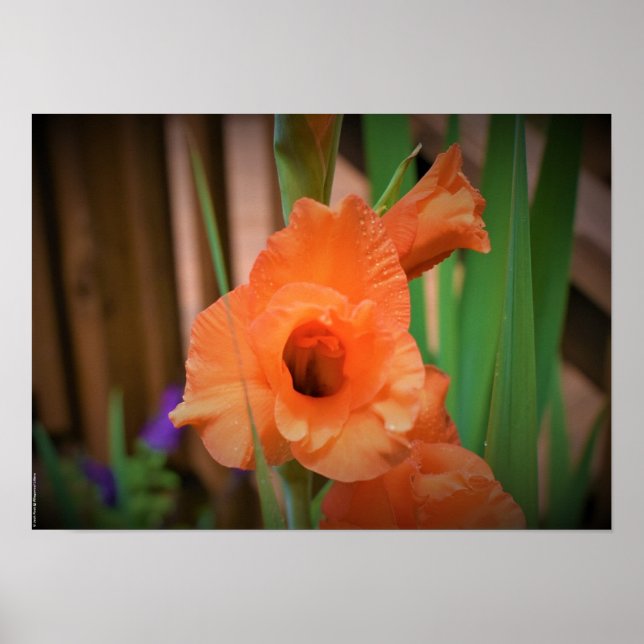 Poster Gladioli,  (Frente)