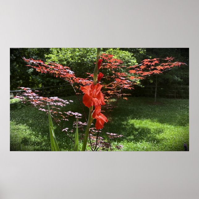 Poster Gladíolos (Frente)