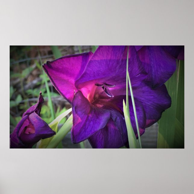 Poster Gladíolos (Frente)