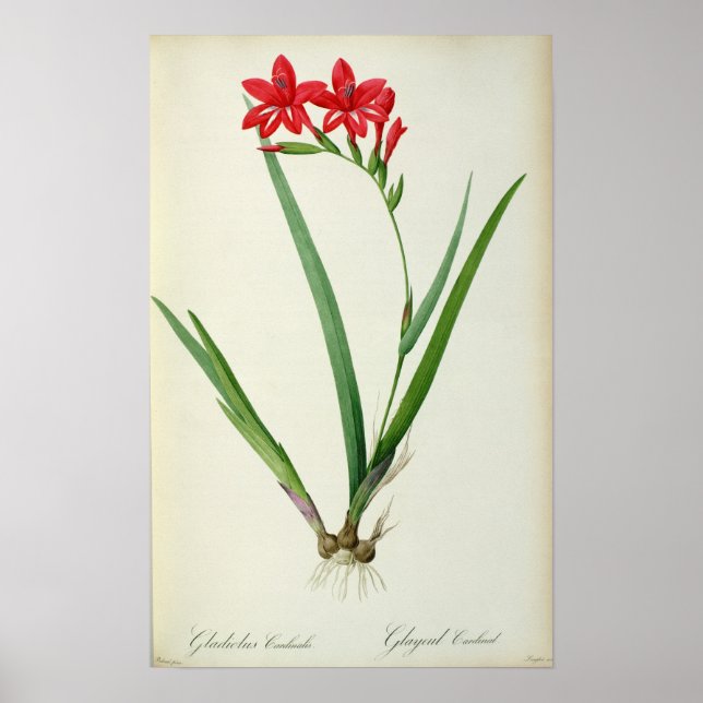 Pôster Gladiolus Cardinalis, de Les Liliacees, 1805 (Frente)