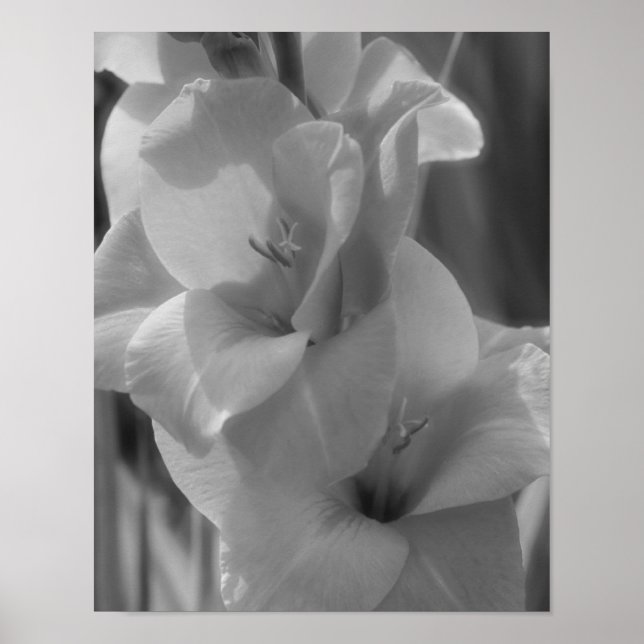 Poster Gladiolus Flor Preto E Branco Fechar (Frente)