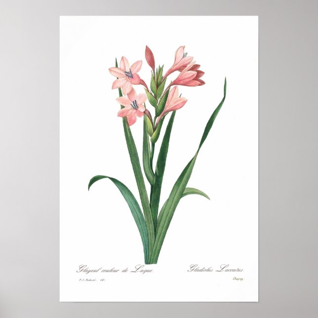 Pôster Gladiolus laccatus (Frente)