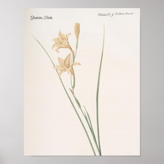 Pôster Gladiolus Tristis (Frente)